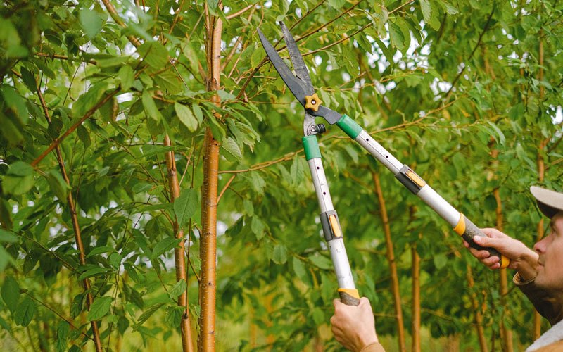 Tree trimming in Ardsley, NY